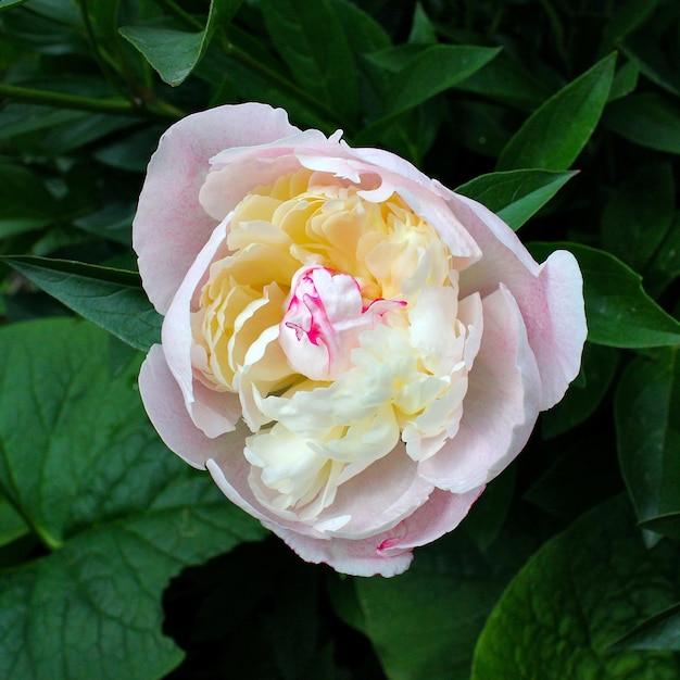 Peonía flor de primavera