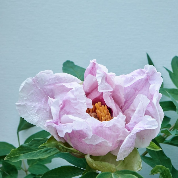 Una peonía de flor rosa con hojas verdes y gotas de rocío sobre fondo azul, rodada en primer plano en el verano, en la primavera. Enfoque suave.