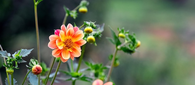 Peônia laranja no jardim em um fundo desfocado