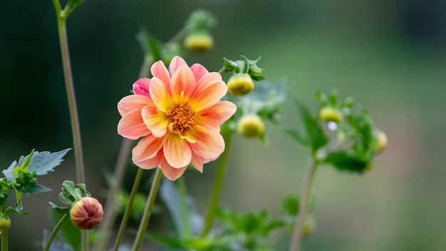 Peônia laranja no jardim em um fundo desfocado