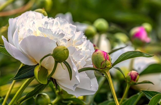 Peônia (Paeonia) é um gênero de plantas da família Pivoniaceae. Plantas perenes