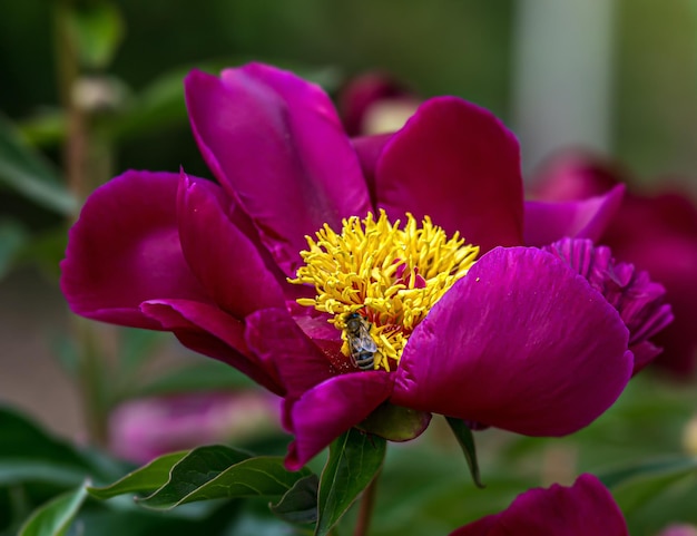 La peonía (Paeonia) es un género de plantas de la familia Pivoniaceae. plantas perennes