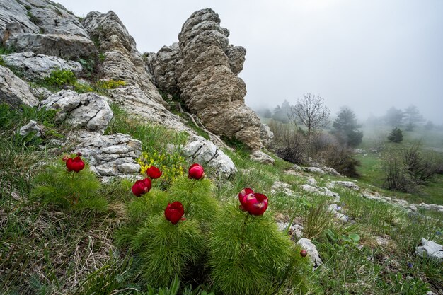 Peonía roja salvaje en un primer plano de fondo verde. Las flores de primavera se vuelven rojas al sol. Hermosas peonías florecen en la montaña. Enfoque suave.