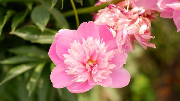 Peônia rosa brilhante floresceu no início da primavera