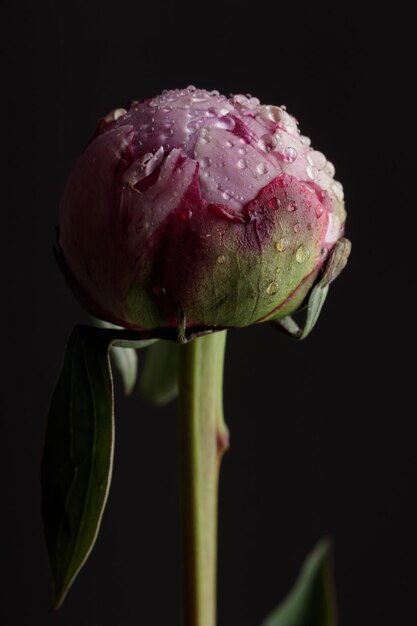 Peonía rosa de color pastel fresco en plena floración con fondo oscuro