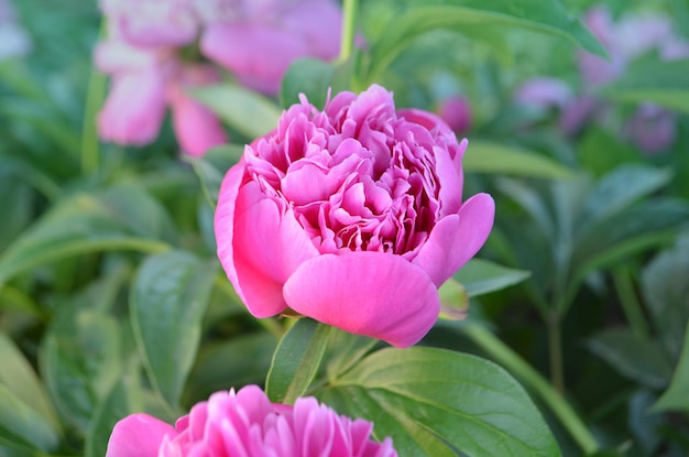 Peônia rosa com folhas verdes sobre fundo desfocado Bokeh Paisagem com campo de peônias Campo de peônias na primavera