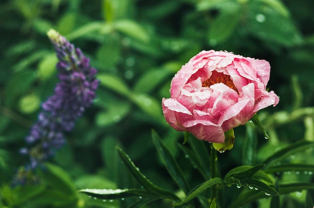 Peônia rosa com gotas de chuva nas pétalas no fundo da vegetação