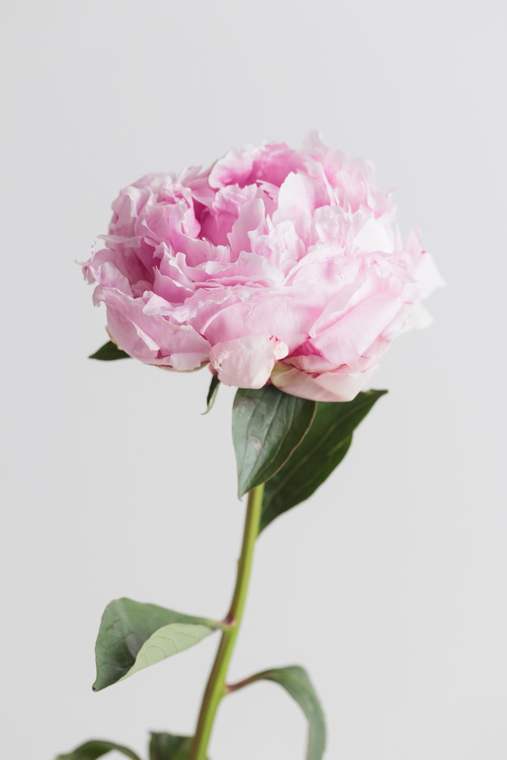 Peônia rosa de cor pastel fresca em plena floração com fundo branco