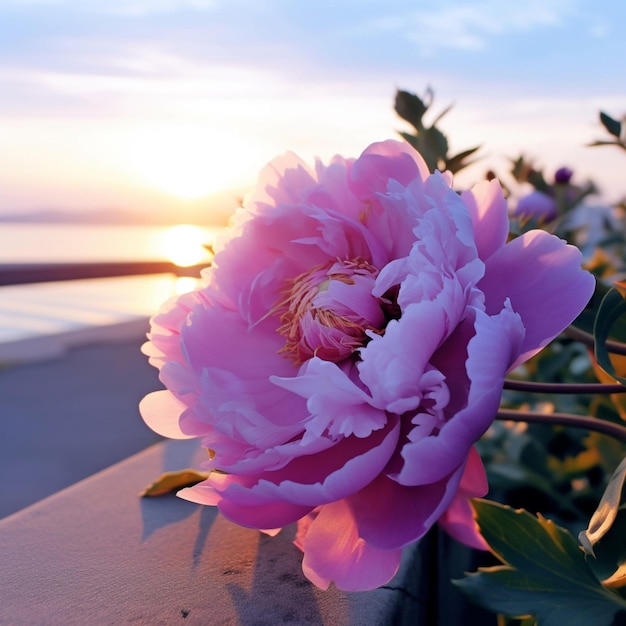 Una peonía rosa está en una repisa al lado del agua.