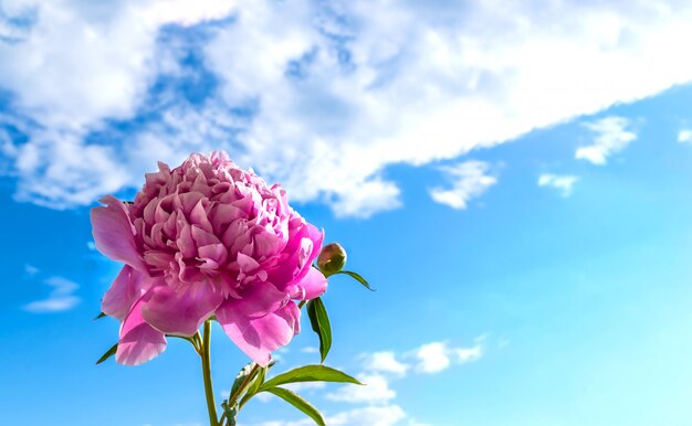 Peônia rosa flor no fundo natural de céu azul