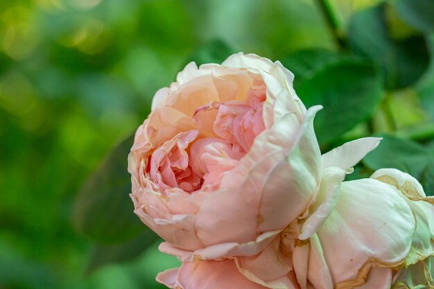 La peonía rosa floreciente se levantó sobre un fondo verde en una foto de primer plano de un día de verano
