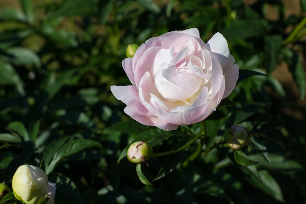 peônia rosa floresce no jardim no verão