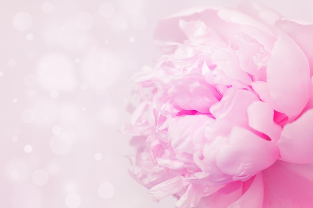 Peônia rosa florescendo em um fundo rosa suave Cartão de felicitações de feriado Foco seletivo suave