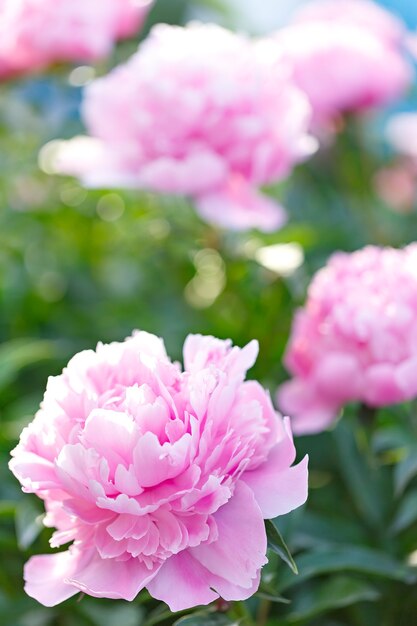 Foto peônia rosa florescendo no jardim. luz do dia natural.