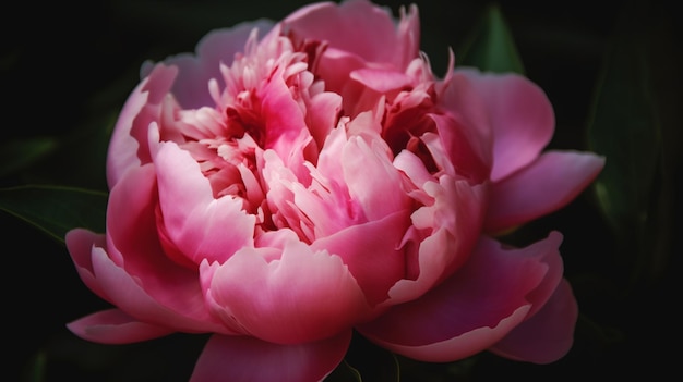 Una peonía rosa con un fondo negro.