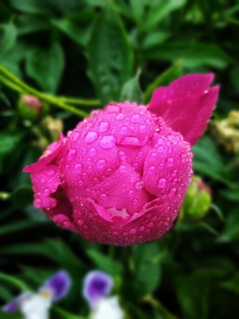 Peonía rosa con gotas de lluvia