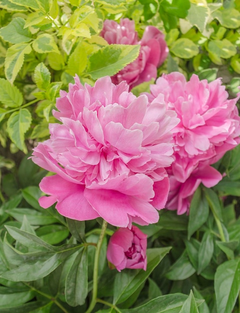 Peonía rosa hermosa sobre las hojas verdes