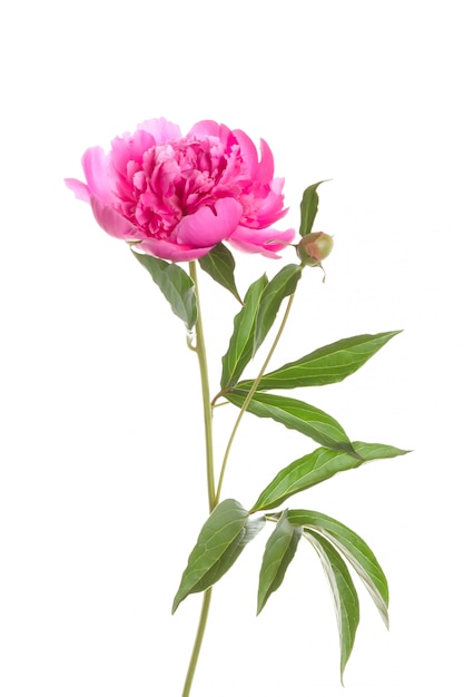 Peônia rosa isolada