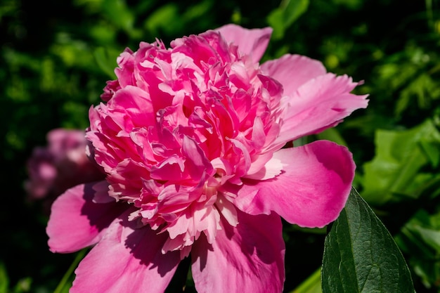 Peonía rosa en el jardin