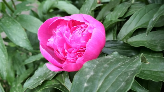 Peônia rosa, linda flor