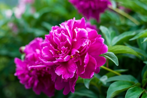 Peônia rosa na grama verde