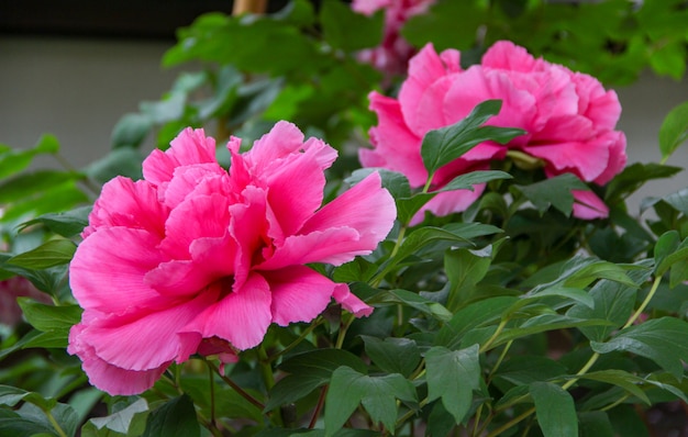 Peônia rosa no jardim