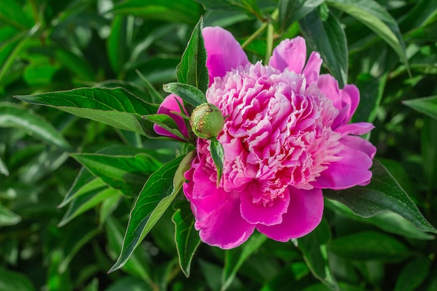 Peonía rosa que crece en el primer plano de las gotas de agua del jardín