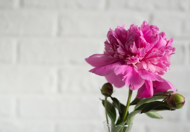 Una peonía rosa sobre un fondo blanco Espacio vacío para texto