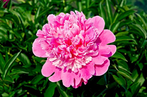 Peonía rosa sobre un fondo de hojas verdes