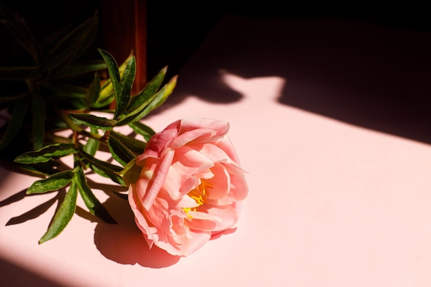 Peônia rosa sobre fundo rosa à luz do sol Modelo de cartão floral com espaço para texto Papel de parede mínimo de flores criativas Dia das mães