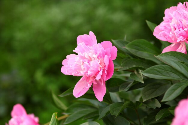 Peonía rosa.