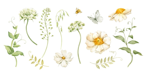 Peonías blancas y flores de jardín y hierbas una colección de ilustraciones en acuarela todos los elementos