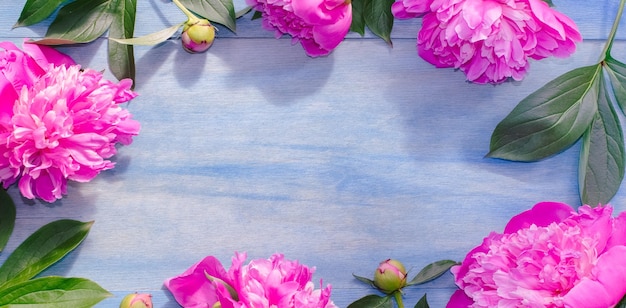 Peônias cor de rosa em um fundo azul moldura natural cartão banner loja de flores ou cartão