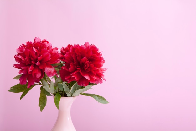 Peônias de Borgonha em um vaso em um fundo rosa