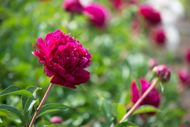 Peônias de flores cor de rosa florescendo no fundo peônias rosa jardim de peônias