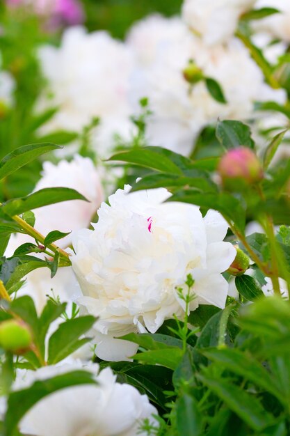 Peônias em flor, variedades selecionadas