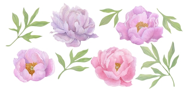Peônias em fundo branco isolado Flores em aquarela Conjunto de ilustrações florais em aquarela