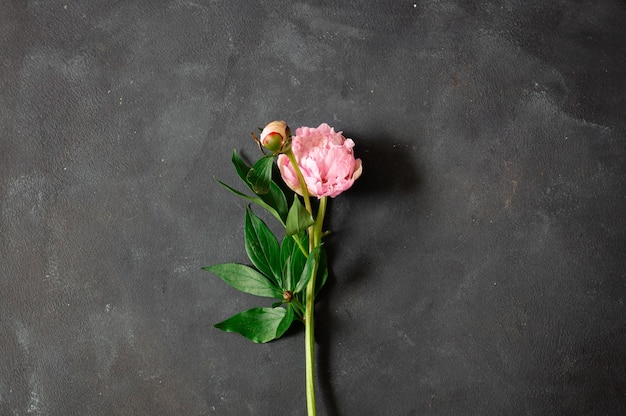 Peônias Flat lay. Flor de peônia linda na parede escura.