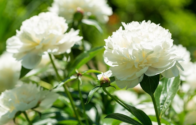 Peonías florecientes en un jardín.