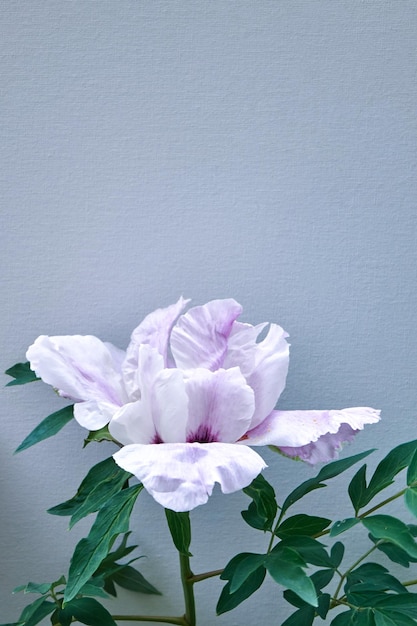 Peonías de flores rosadas florecientes con hoja verde primer plano sobre un fondo azul en verano primavera Enfoque suave