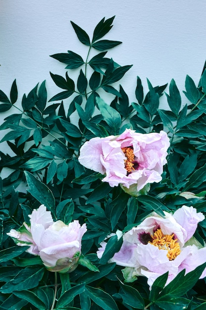 Peonías de flores rosadas con hojas verdes sobre un fondo azul, primer plano de tiro en verano, primavera.