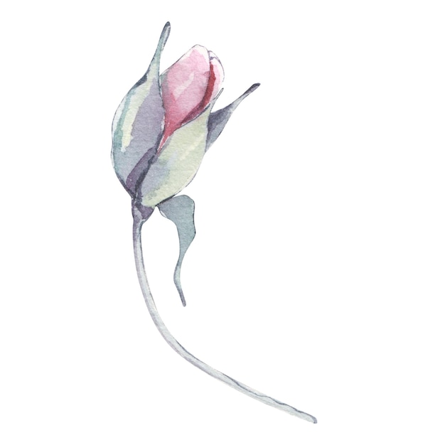 Peonías de línea hechas a mano vintage o conjunto de rosas Diseño botánico froral Aislado en flores blancas Para saludo invitación boda cumpleaños tarjeta de San Valentín Ilustración botánica