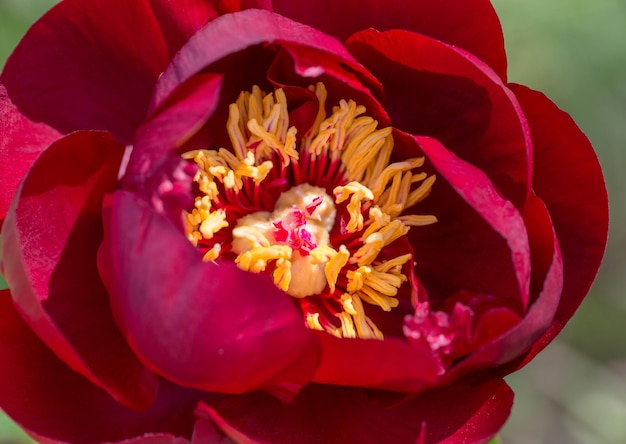 Peonías rojas en el jardín peonía roja floreciente