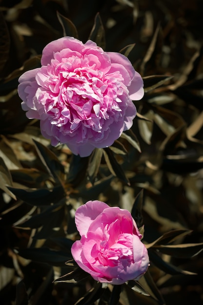 Peônias rosa e brancas no jardim