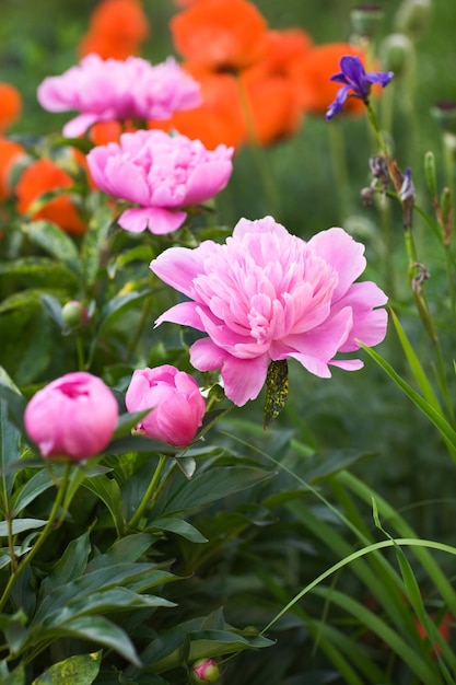 Peônias rosa floridas, íris e papoulas no jardim