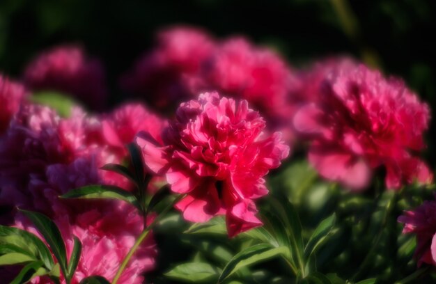 Peônias rosa no jardim