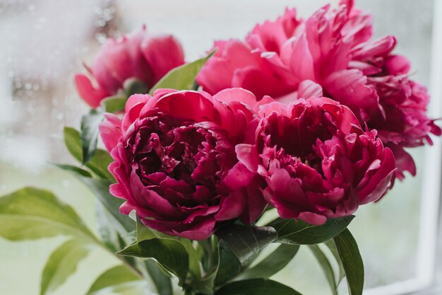 peônias rosa no peitoril da janela em um dia chuvoso. peônias em vidro molhado