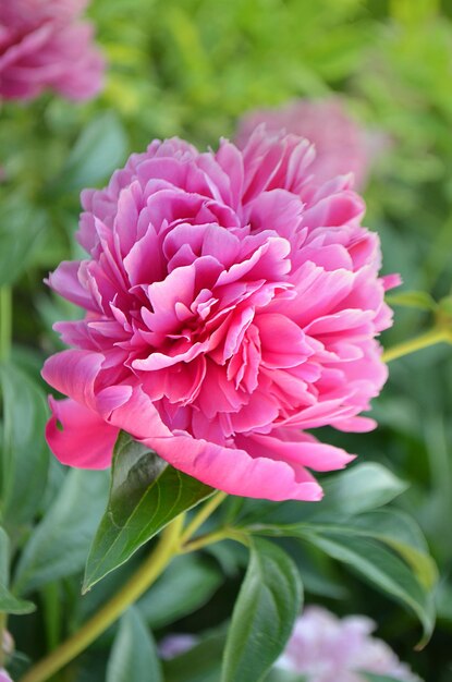 Peônias rosa perfumadas Peônia cor-de-rosa na moda Linda peônia rosa close-up Flor de peônia rosa florescendo