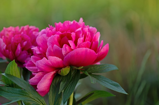 Peônias rosa vermelhas Peônias coloridas na moda vermelhas