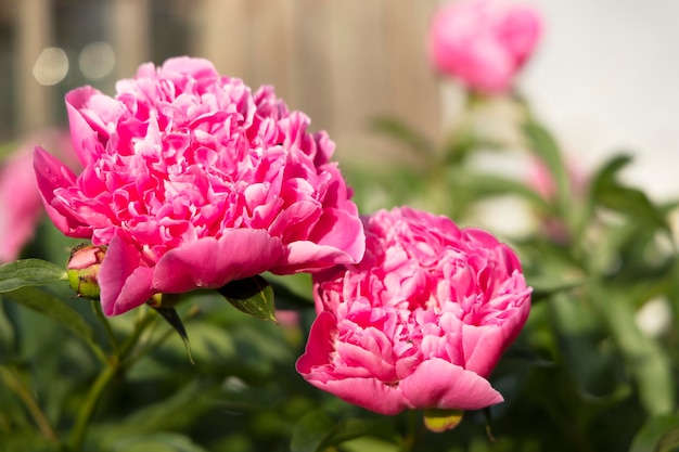 Peonías rosadas florecientes en el jardín